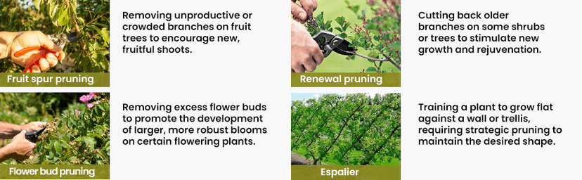 Razor Sharp Bypass Pruning Shears - Lifetime Replacement - Free Extra Blade, Spring & eBook - Japanese Steel - Premium Hand Pruners - Garden Shears - Garden Clippers - Secateurs with Ergonomic Handles