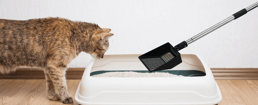 KeFanta Cat Litter Scoop, 41in Metal Kitty Poop Scooper, Heavy Duty Stainless Steel Sifting Shovel with Long Handle for Chicken Coop