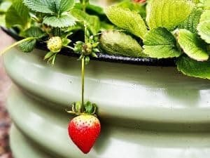 Vego garden Raised Garden Bed Kits, 17" Tall 9 in 1 8ft X 2ft Metal Raised Planter Bed for Vegetables Flowers Ground Planter Box-British Green