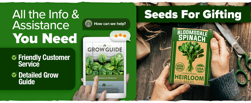 HOME GROWN Bloomsdale Spinach Seeds Pack – 353 Heirloom 𝗡𝗢𝗡-𝗚𝗠𝗢 𝗨𝗦𝗔-𝗦𝗢𝗨𝗥𝗖𝗘𝗗 Seeds – High Germination Spinach for Indoor, Outdoor, Hydroponic Planting & Home Gardens (Spinacia oleracea)