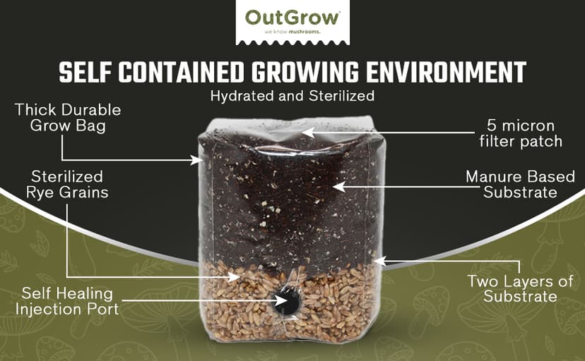 Mini All in One Mushroom Grow Bag