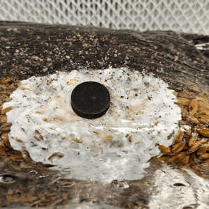 | The Magical 5lb All-in-One Mushroom Grow Bag | Mushroom Grow Kit | Harvest Your own Happiness | Discover The Magic of Growing Mushrooms - 5lb Grow Bag Mushroom Starter Kit