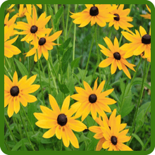 Outsidepride Indian Summer Gloriosa Daisy Seeds – 200 Pcs Perennial Rapid Growing, Heat & Drought Tolerant Rudbeckia Hirta Daisy Flower Seeds for Vibrant Meadows & Garden Borders (AAS Winner)