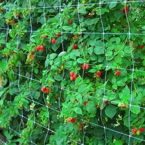 Tcamp Heavy-Duty Polyester Garden Trellis Netting Plant Climbing Net for Growing Vines Plants Vegetables Fruits Flowers, White Grow Tent (4.9Ft x15Ft, 3.5" Opening Mesh, 1 Pack Plant Net)