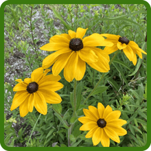Outsidepride Indian Summer Gloriosa Daisy Seeds – 200 Pcs Perennial Rapid Growing, Heat & Drought Tolerant Rudbeckia Hirta Daisy Flower Seeds for Vibrant Meadows & Garden Borders (AAS Winner)
