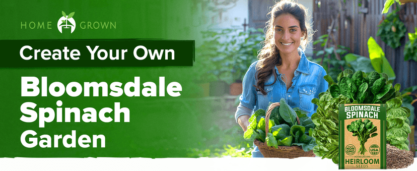 HOME GROWN Bloomsdale Spinach Seeds Pack – 353 Heirloom 𝗡𝗢𝗡-𝗚𝗠𝗢 𝗨𝗦𝗔-𝗦𝗢𝗨𝗥𝗖𝗘𝗗 Seeds – High Germination Spinach for Indoor, Outdoor, Hydroponic Planting & Home Gardens (Spinacia oleracea)