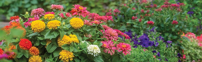 Burpee Cut & Come Again Zinnia Seeds 175 seeds