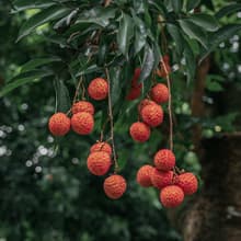 12PCS Pruning Shears with Curved Blades, Garden Trimming Scissors, Gardening Hand Pruning Snips Titanium Coated Precision Bonsai Pruning Shears, Convenient Flower Cutters (Blue)