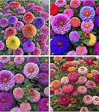 300 Gazania Seeds Mix Heat & Drought Tolerant Garden Flower & Ground Cover Plants