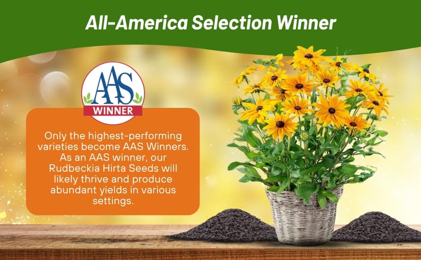 Outsidepride Indian Summer Gloriosa Daisy Seeds – 200 Pcs Perennial Rapid Growing, Heat & Drought Tolerant Rudbeckia Hirta Daisy Flower Seeds for Vibrant Meadows & Garden Borders (AAS Winner)