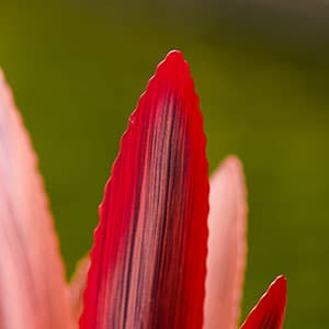 Metal Agave Plant Home Decor, Enlarge Thickened Metal Agave Garden Art for Outdoor Decor, Patio Lawn, Garden Sculpture Statue Green