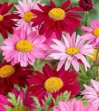 300 Gazania Seeds Mix Heat & Drought Tolerant Garden Flower & Ground Cover Plants