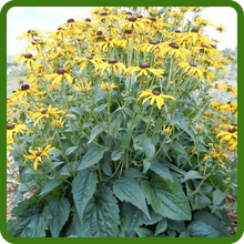 Outsidepride Indian Summer Gloriosa Daisy Seeds – 200 Pcs Perennial Rapid Growing, Heat & Drought Tolerant Rudbeckia Hirta Daisy Flower Seeds for Vibrant Meadows & Garden Borders (AAS Winner)