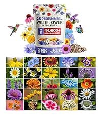 HOME GROWN Bloomsdale Spinach Seeds Pack – 353 Heirloom 𝗡𝗢𝗡-𝗚𝗠𝗢 𝗨𝗦𝗔-𝗦𝗢𝗨𝗥𝗖𝗘𝗗 Seeds – High Germination Spinach for Indoor, Outdoor, Hydroponic Planting & Home Gardens (Spinacia oleracea)