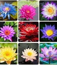 300 Gazania Seeds Mix Heat & Drought Tolerant Garden Flower & Ground Cover Plants