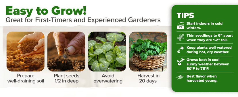 HOME GROWN Bloomsdale Spinach Seeds Pack – 353 Heirloom 𝗡𝗢𝗡-𝗚𝗠𝗢 𝗨𝗦𝗔-𝗦𝗢𝗨𝗥𝗖𝗘𝗗 Seeds – High Germination Spinach for Indoor, Outdoor, Hydroponic Planting & Home Gardens (Spinacia oleracea)