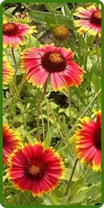 Outsidepride Dryland Wildflower Seed Mix - 1 lb. Colorful Blend of Drought Tolerant, Annual and Perennial Wildflower Seeds for Attracting Pollinators in Arid States & Xeriscapes