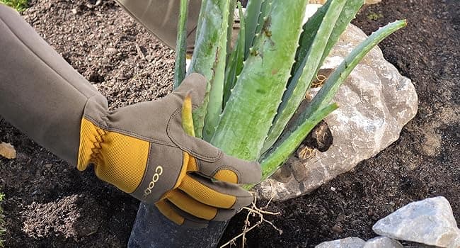 COOLJOB Thorn Proof Rose Pruning Garden Gloves for Women, Long Sleeve Padded Yard Work for Bush, Blackberry, Cactus, Heavy Duty/Puncture Resistant/Machine Washable, Medium, Yellow