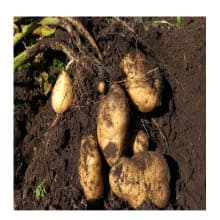 5-Pack 10 Gallon Potato Grow Bags, Garden Planting Bag with Reinforced Handle, Thickened Nonwoven Fabric Pots for Tomato, Vegetable and Fruits