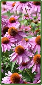 Outsidepride Indian Summer Gloriosa Daisy Seeds – 200 Pcs Perennial Rapid Growing, Heat & Drought Tolerant Rudbeckia Hirta Daisy Flower Seeds for Vibrant Meadows & Garden Borders (AAS Winner)
