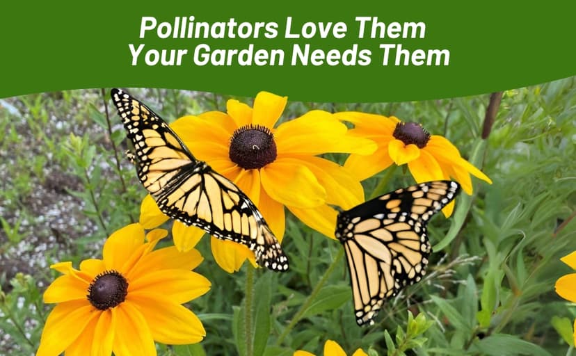 Outsidepride Indian Summer Gloriosa Daisy Seeds – 200 Pcs Perennial Rapid Growing, Heat & Drought Tolerant Rudbeckia Hirta Daisy Flower Seeds for Vibrant Meadows & Garden Borders (AAS Winner)