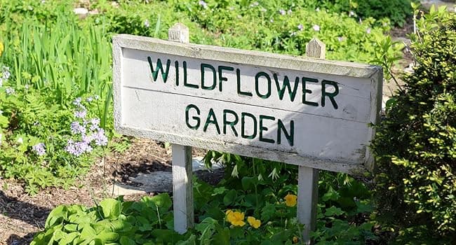 Drought Tolerant Wildflower Seed Mix, Covers 325 Sq Ft, 15 Flower Varieties, Over 67,000 Seeds, Created By Nature
