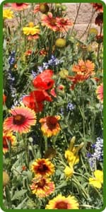 Outsidepride Dryland Wildflower Seed Mix - 1 lb. Colorful Blend of Drought Tolerant, Annual and Perennial Wildflower Seeds for Attracting Pollinators in Arid States & Xeriscapes