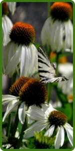 Outsidepride Indian Summer Gloriosa Daisy Seeds – 200 Pcs Perennial Rapid Growing, Heat & Drought Tolerant Rudbeckia Hirta Daisy Flower Seeds for Vibrant Meadows & Garden Borders (AAS Winner)