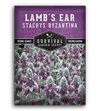 Lamb's Ear Seeds for Planting - 1 Packet with Instructions to Plant & Grow Lambs Ear Plant, Shade & Drought Tolerant Wooly Betony in Your Home Garden - Non-GMO Heirloom Variety - Survival Garden Seeds