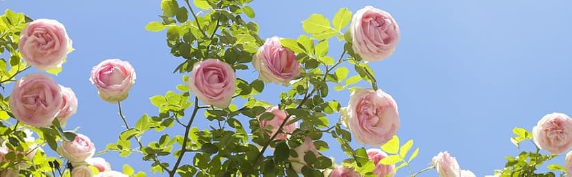 32-Inch Cut and Hold Pruners, Long-Reach Tree Pruner with Rotating Cutter Head, Long Pruning Shears for Garden, Fruit Picking, Branches Trimming