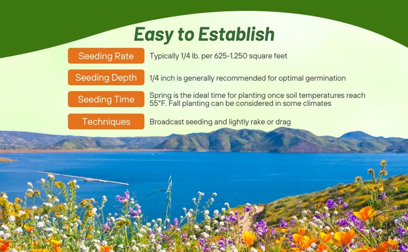Outsidepride Dryland Wildflower Seed Mix - 1 lb. Colorful Blend of Drought Tolerant, Annual and Perennial Wildflower Seeds for Attracting Pollinators in Arid States & Xeriscapes