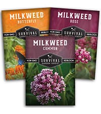 Lamb's Ear Seeds for Planting - 1 Packet with Instructions to Plant & Grow Lambs Ear Plant, Shade & Drought Tolerant Wooly Betony in Your Home Garden - Non-GMO Heirloom Variety - Survival Garden Seeds