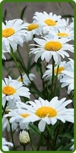 Outsidepride Indian Summer Gloriosa Daisy Seeds – 200 Pcs Perennial Rapid Growing, Heat & Drought Tolerant Rudbeckia Hirta Daisy Flower Seeds for Vibrant Meadows & Garden Borders (AAS Winner)