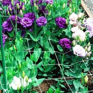 Tcamp Heavy-Duty Polyester Garden Trellis Netting Plant Climbing Net for Growing Vines Plants Vegetables Fruits Flowers, White Grow Tent (4.9Ft x15Ft, 3.5" Opening Mesh, 1 Pack Plant Net)