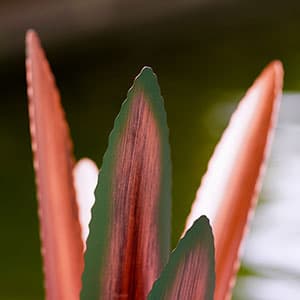 Metal Agave Plant Home Decor, Enlarge Thickened Metal Agave Garden Art for Outdoor Decor, Patio Lawn, Garden Sculpture Statue Green