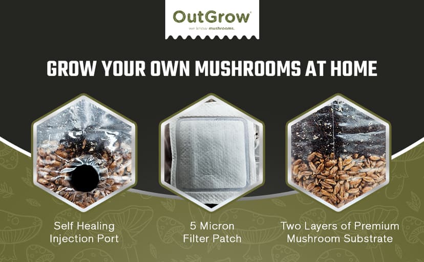 Mini All in One Mushroom Grow Bag