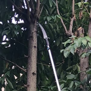 Buyplus 26FT Reach Pole Saws for Tree Trimming, Pole Saw with 5-20FT Telescoping Extension Pole, Pruning Saw with 19" 3X Detachable Saw, Non-Slip Handle, Tree Trimmer for Garden Palms Shrubs(Blue)