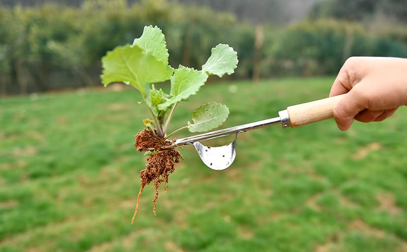 Hand Weeder Tool, Stainless Steel 2 Pcs Weeder Tool for Garden and Farm,Weeding Tool for Gardening,Garden Weeder, Weed Pulling Tool, Weed Puller Tool(Wooden Handle)…