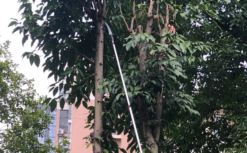 Buyplus 26FT Reach Pole Saws for Tree Trimming, Pole Saw with 5-20FT Telescoping Extension Pole, Pruning Saw with 19" 3X Detachable Saw, Non-Slip Handle, Tree Trimmer for Garden Palms Shrubs