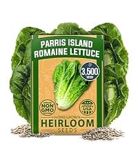 HOME GROWN Bloomsdale Spinach Seeds Pack – 353 Heirloom 𝗡𝗢𝗡-𝗚𝗠𝗢 𝗨𝗦𝗔-𝗦𝗢𝗨𝗥𝗖𝗘𝗗 Seeds – High Germination Spinach for Indoor, Outdoor, Hydroponic Planting & Home Gardens (Spinacia oleracea)