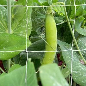 Tcamp Heavy-Duty Polyester Garden Trellis Netting Plant Climbing Net for Growing Vines Plants Vegetables Fruits Flowers, White Grow Tent (4.9Ft x15Ft, 3.5" Opening Mesh, 1 Pack Plant Net)