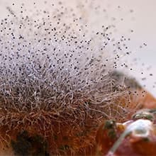 Airthereal MA5000 Commercial Ozone Generator, High Capacity Ozone Machine Odor Removal - Home Air Ionizers O3 Deodorizer for Rooms, Smoke, Cars and Pets, Eliminate Odors up to 2000sq.ft., Blue