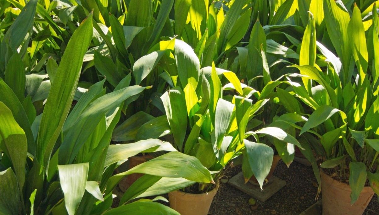 How to Grow and Care for Cast Iron Plant