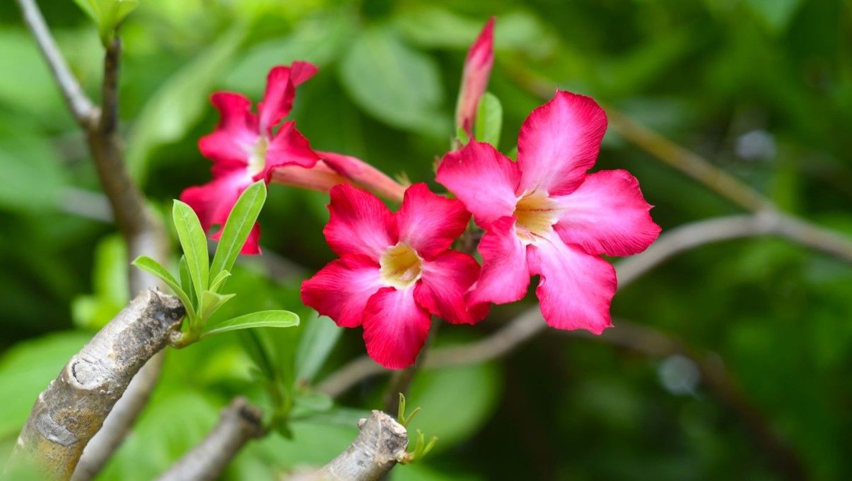 How to Grow and Care for Desert Rose New York Garden