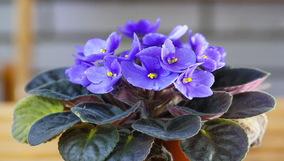 How to Grow and Care for African Violets