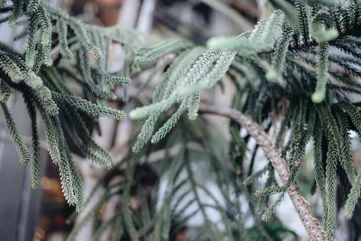 How to Grow and Care for Norfolk Island Pine