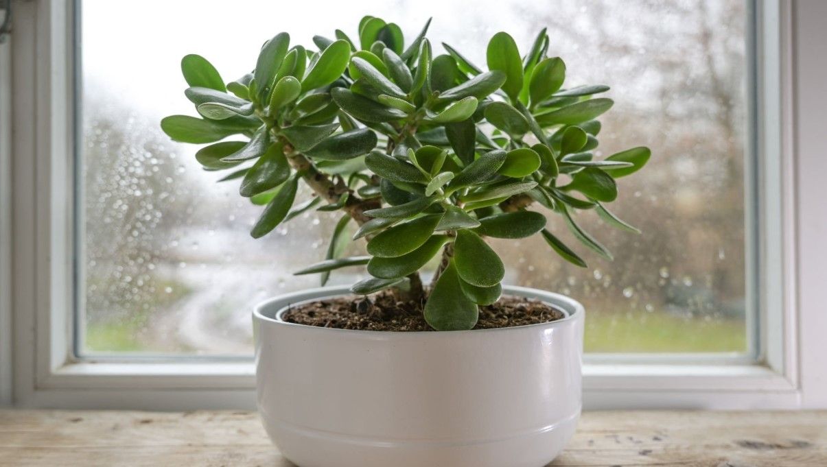 How to Grow and Care for Jade Plants