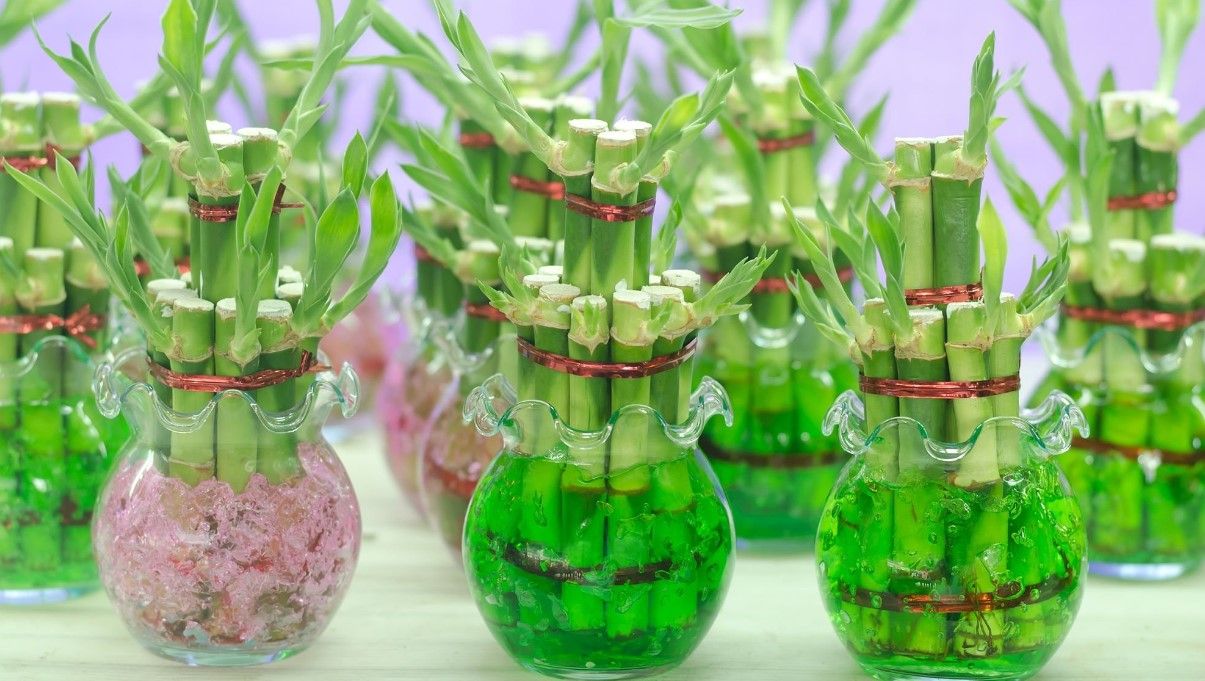 How to Grow Lucky Bamboo