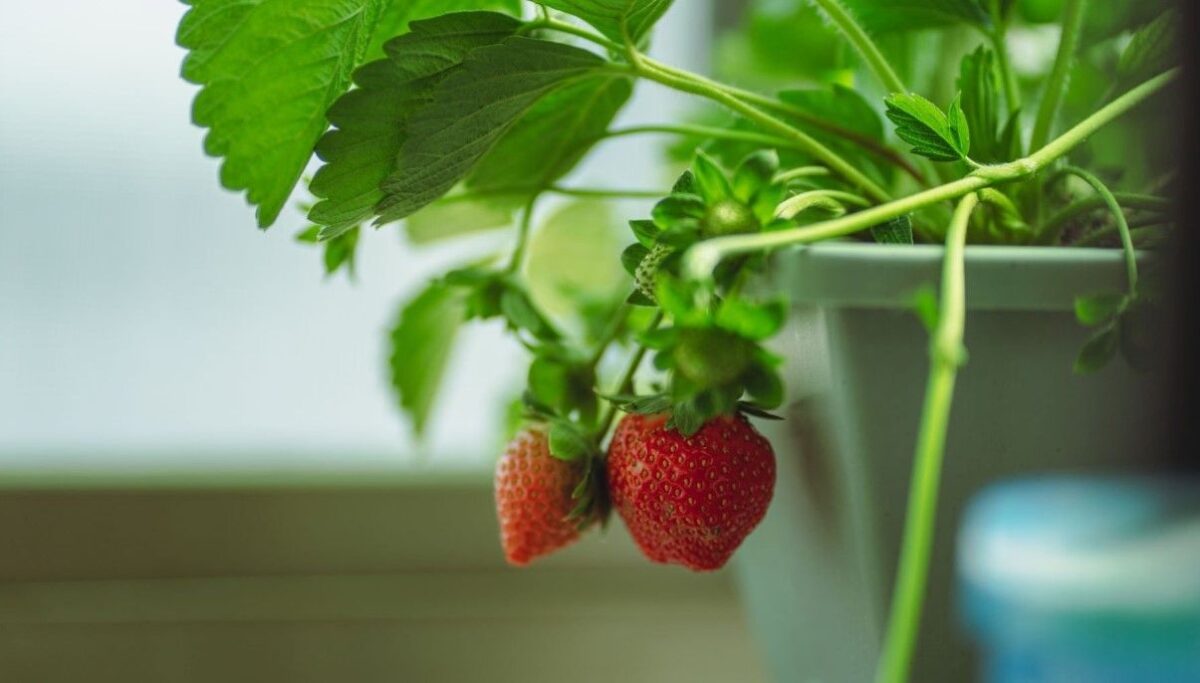 How to Grow and Care Strawberry Plants in Pots New York Garden