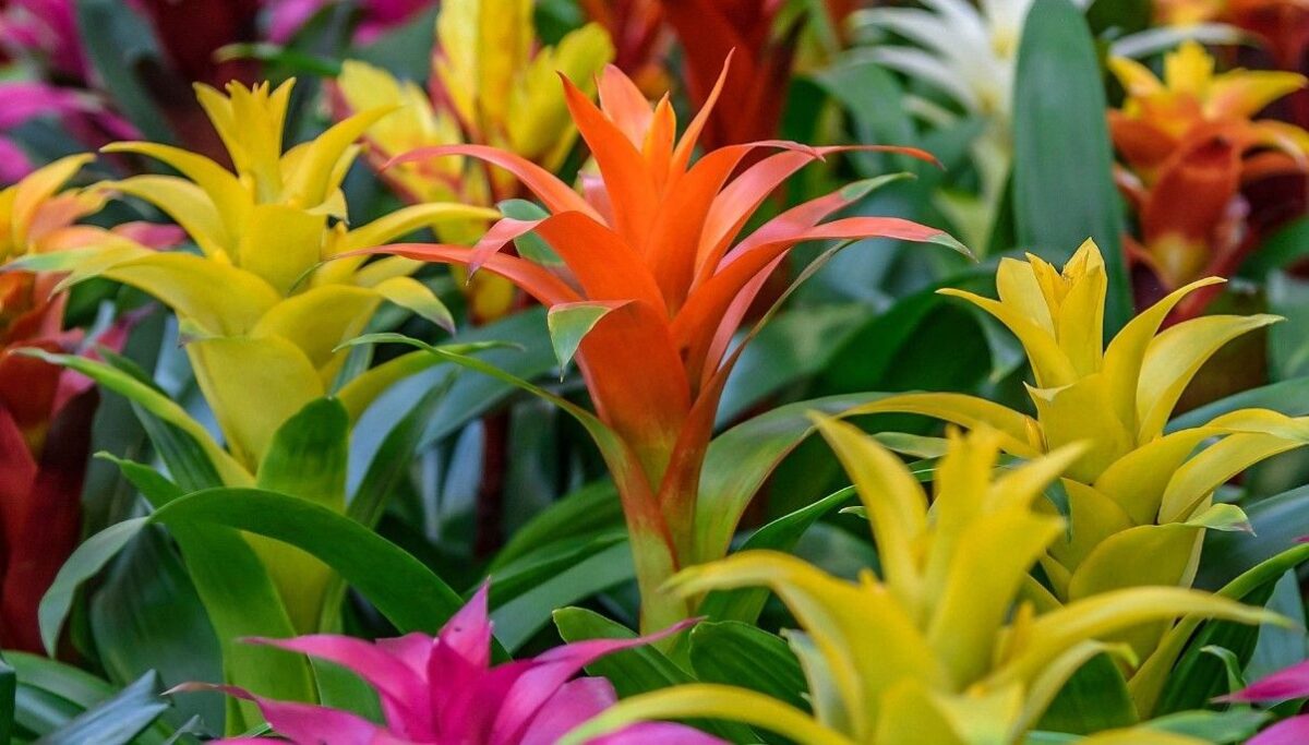 How to Grow and Care for Bromeliad